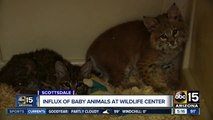 Valley wildlife center seeing influx of baby animals