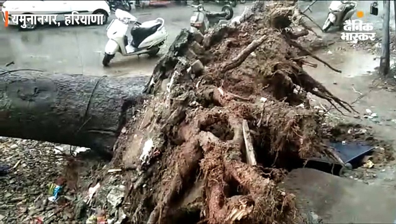 यमुनानगर में आंधी के साथ बरसात, स्टॉफ नर्स की गाड़ी पर उखड़कर गिरा पेड़