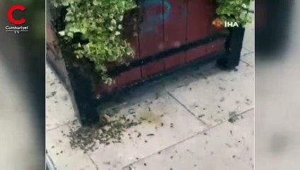 Kraliçelerini ararken şehri birbirine kattılar