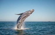 Comment les baleines sont-elles devenues des animaux géants ?