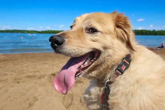 Les plages où nos amis les chiens sont autorisés !