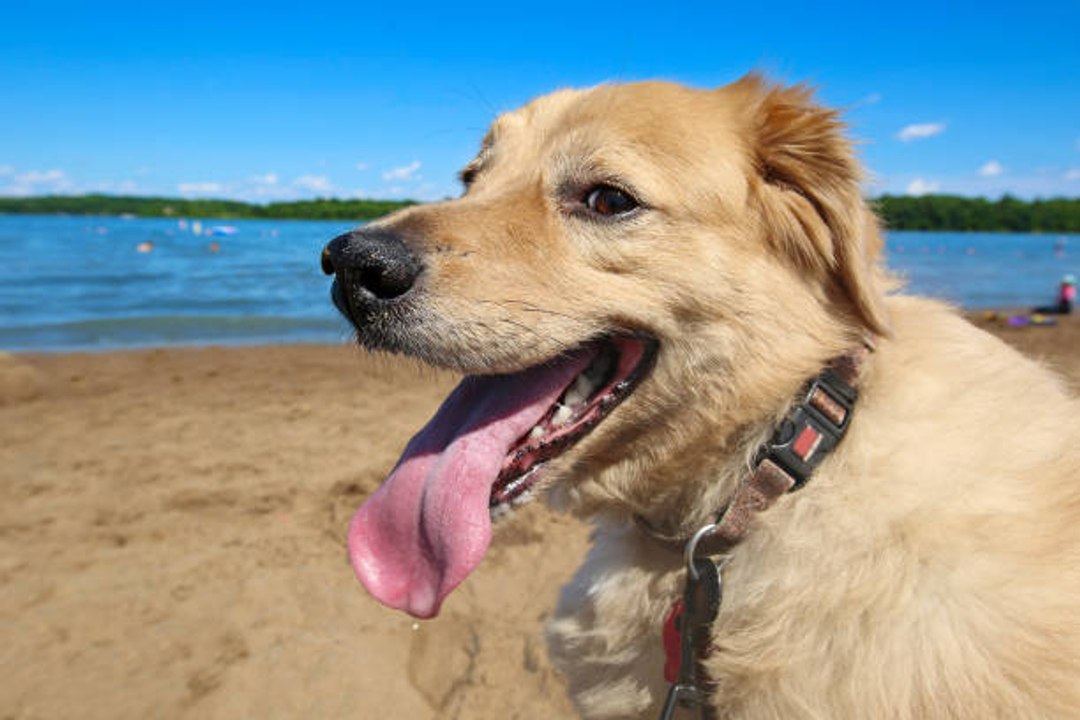 Les plages où nos amis les chiens sont autorisés !