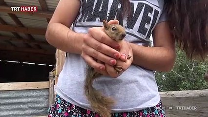 Ormanda buldukları sincap yavrusu ailenin yeni üyesi oldu