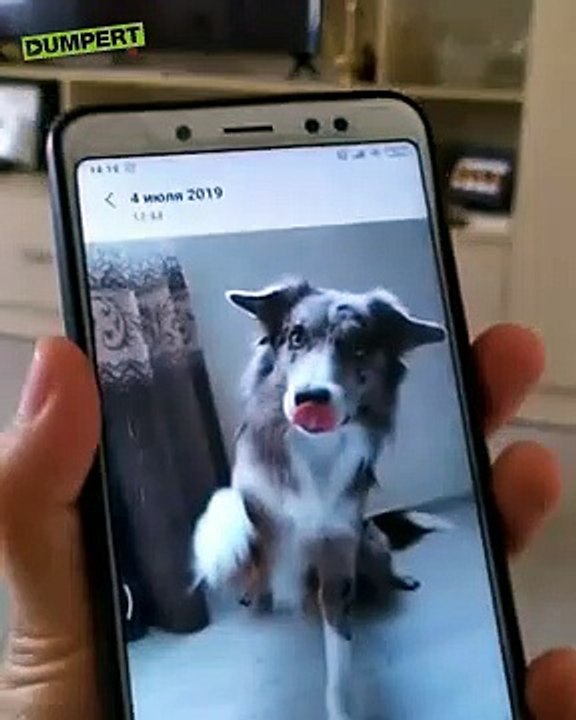 Elle montre à son chien les poses qu'il doit prendre, il s'exécute parfaitement