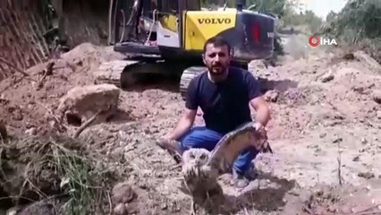 Yaralı puhu kuşu tedavi altına alındı