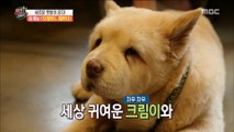 [HOT] perform an entertainment show with one's companion animals, 섹션 TV 20190711