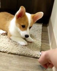 Ce chiot a trouvé un nouveau jeu excitant dans la maison. Regardez sa réaction !