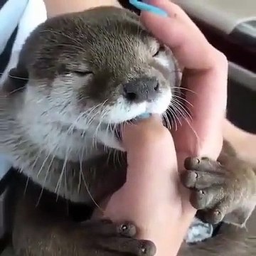 Ce bébé loutre adore sucer le doigt de sa maîtresse. Trop cute !