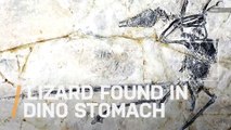 New Lizard Species Found Inside Stomach of Flying Dinosaur Fossil