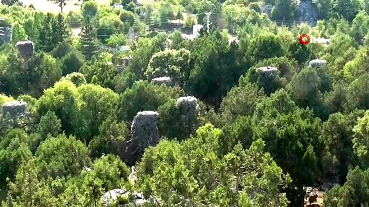 Başkan Bayındır: "Beyşehir leylek cenneti konumuna büründü"