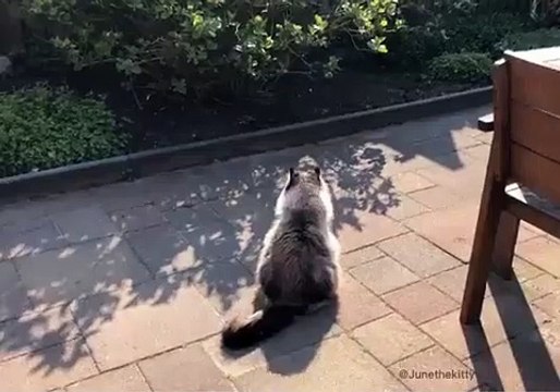 Regardez ce drôle de duel entre deux chats. Hilarant !