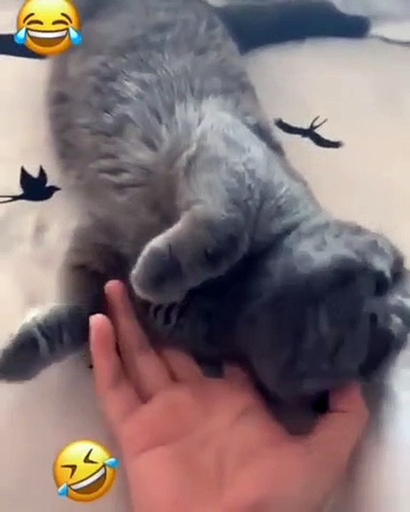 Quand ton chat sait qu'il va recevoir des caresses, voici ce que ça donne !