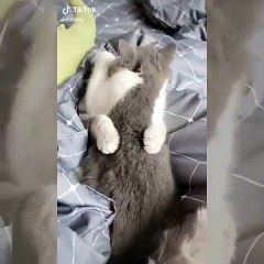 La meilleure scène d'amour jamais vu ! Admirez ce couple de minous !