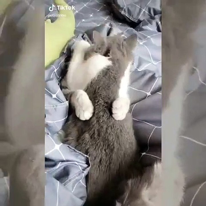 La meilleure scène d'amour jamais vu ! Admirez ce couple de minous !