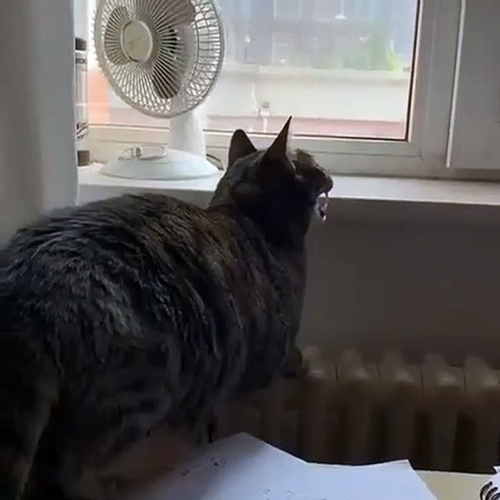 Voici ce qu’on appelle bavardage que font les chats quand ils voient des oiseaux. Trop chou !