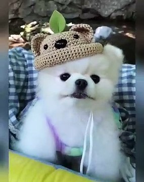 Ce chiot a reçu un cadeau très précieux. Trop cute !