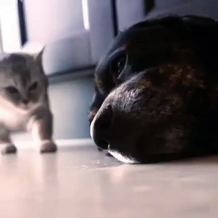 小猫寻求感情