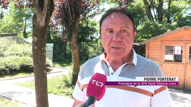 Encore trop d'abandons d'animaux pendant les vacances estivales