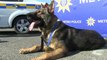 Barking up the right tree: Police dog gets praise for his performance