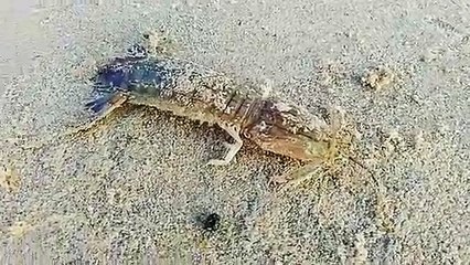 What is this Unique Creature?