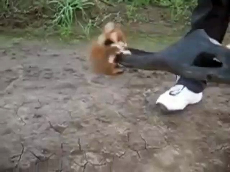 Hamster Kung Fu - Increíble-WOW