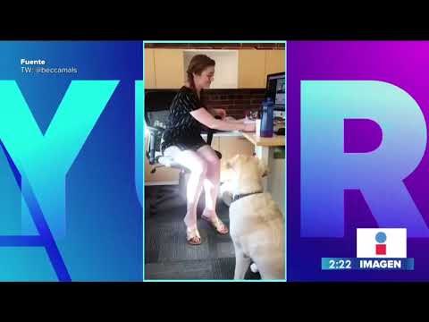 Joven le enseña lenguaje de señas a su perrita para comunicarse | Noticias con Yuriria Sierrra