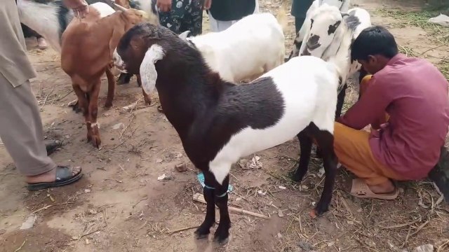 SALE & PURCHASE OF BAKRA N BAKRI K BACHAY in Lahore Bakra Mandi Shahpur Kanjra - Bakra Eid 2018