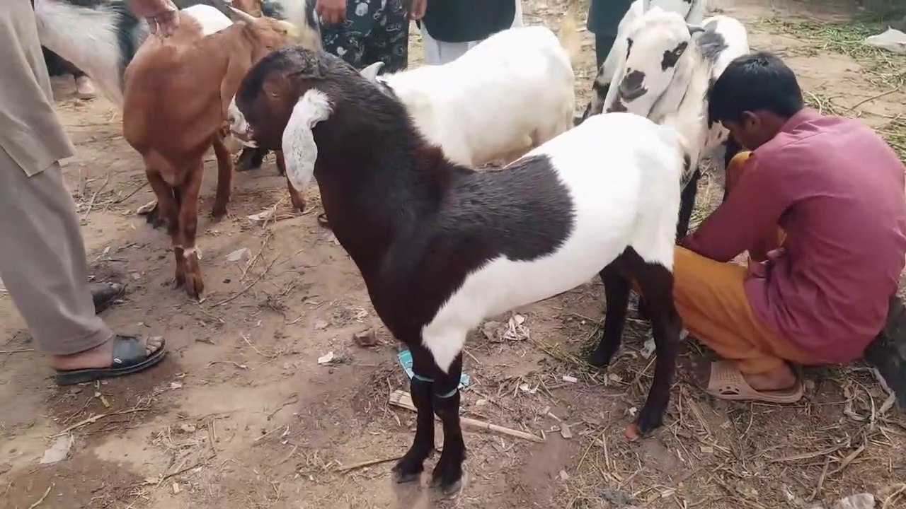 SALE & PURCHASE OF BAKRA N BAKRI K BACHAY in Lahore Bakra Mandi Shahpur Kanjra - Bakra Eid 2018