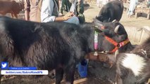 Sale & Purchase of Katta N Katti in Lahore Bakra Mandi Shahpur Kanjra 3-03-2018 in Urdu _ Hindi