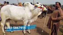 SALE & PURCHASE OF SAHIWAL BULL IN LAHORE SHAHPUR KANJRA BAKRA MANDI FOR BAKRA EID 2018