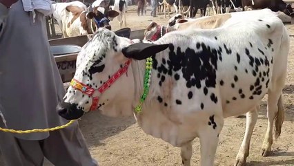 Sale and Purchase of Australian Holstein Friesian Bachriyan - AISAY HOTE HEN SODAY ! PART 1