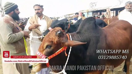Sale and Purchase of Bachra and Katto Maal in Lahore Bakra Mandi 2018