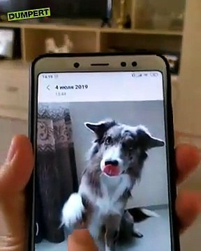 Elle demande à son chien de faire les même poses qu'elle lui montre... Et il le fait