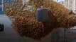 Il découvre son pick-up couvert de milliers d'abeilles
