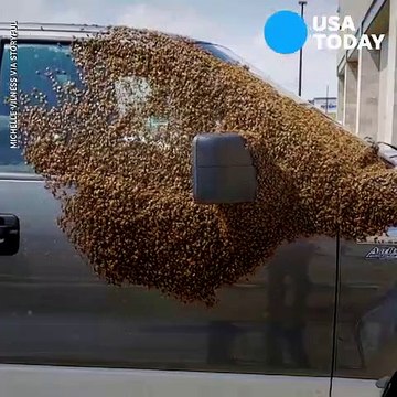 Il découvre son pick-up couvert de milliers d'abeilles