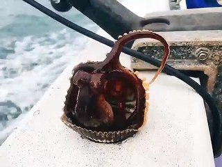 Mais que se cache-t-il dans ce coquillage... Intrus