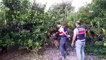 Limon bahçesinde 40 kilo esrar ele geçirildi