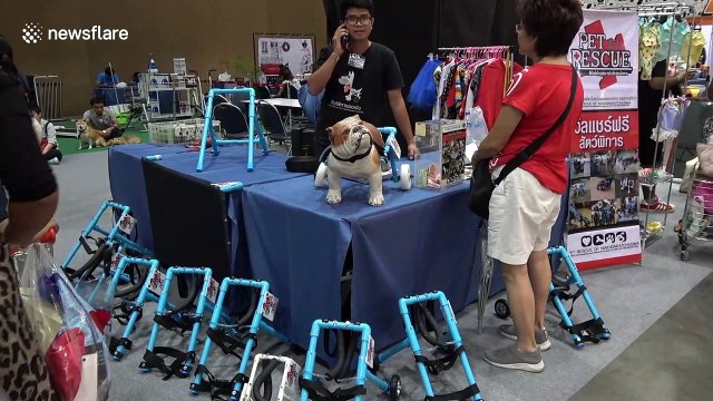 Heartwarming moment disabled dogs try out canine wheelchairs