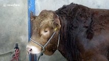 Farmer who was trampled by award-winning bull is reunited with the animal