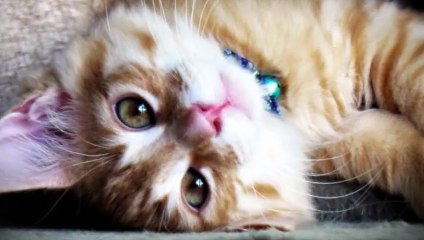 강릉출장안마 -후불100%ョØ1ØE2997E5327｛카톡KC789｝ 강릉전지역출장안마 강릉오피걸 강릉출장마사지 강릉안마 강릉출장마사지 강릉콜걸샵トドナ