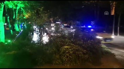 Malatya'da şiddetli rüzgar nedeniyle bir ağaçtan kopan dallar yolu kapattı