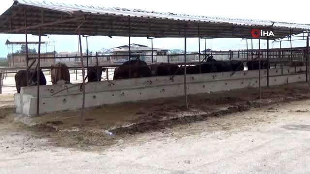 Kurbanlıklar gelmeye başladı