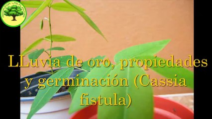 Germina Cassia fistula