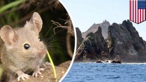 Wildlife officials may soon dump rat poison on the Farallon Islands