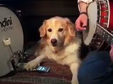 A dog that beats the drum like a pro |Funny|
