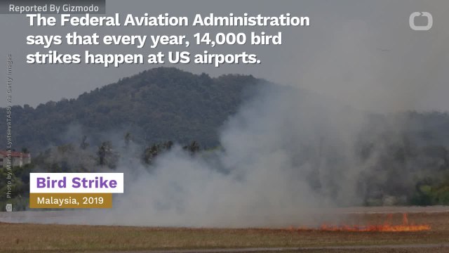 Bombs Away? Bird Strike Makes Fighter Jet Drop Three Dummy Bombs On Sunny Fla