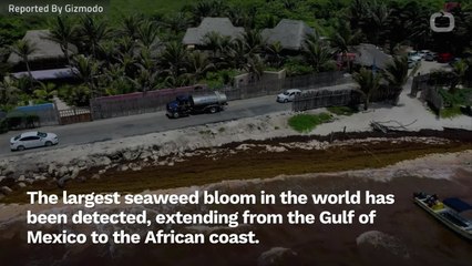 Giant 5,500-Mile-Long Patch Of Seaweed In Atlantic Ocean Could Be 'New Normal'