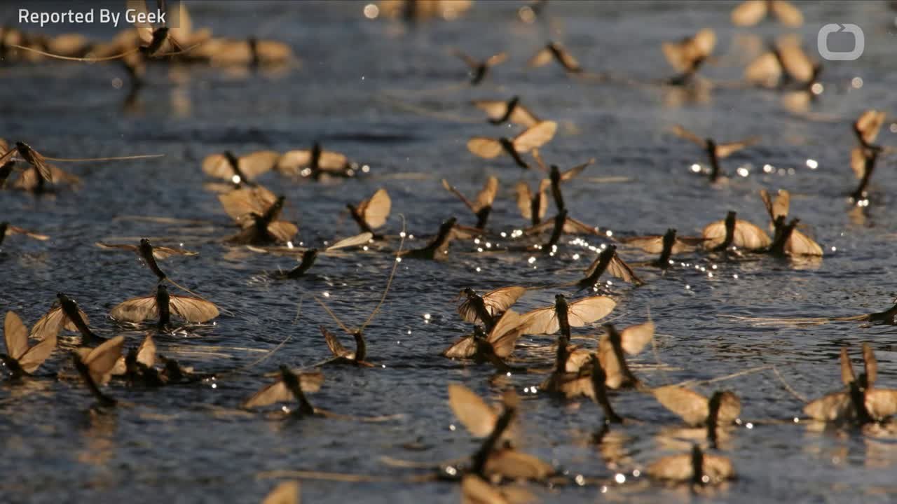 Mayflies Invade Ohio