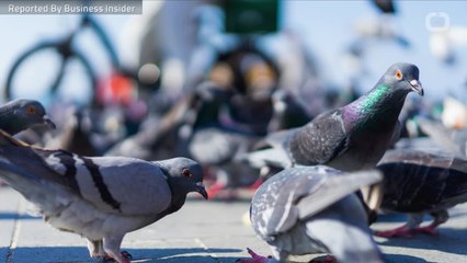 Why Does America Have So Many Pigeons?