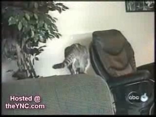 chat, chien et leurs betises